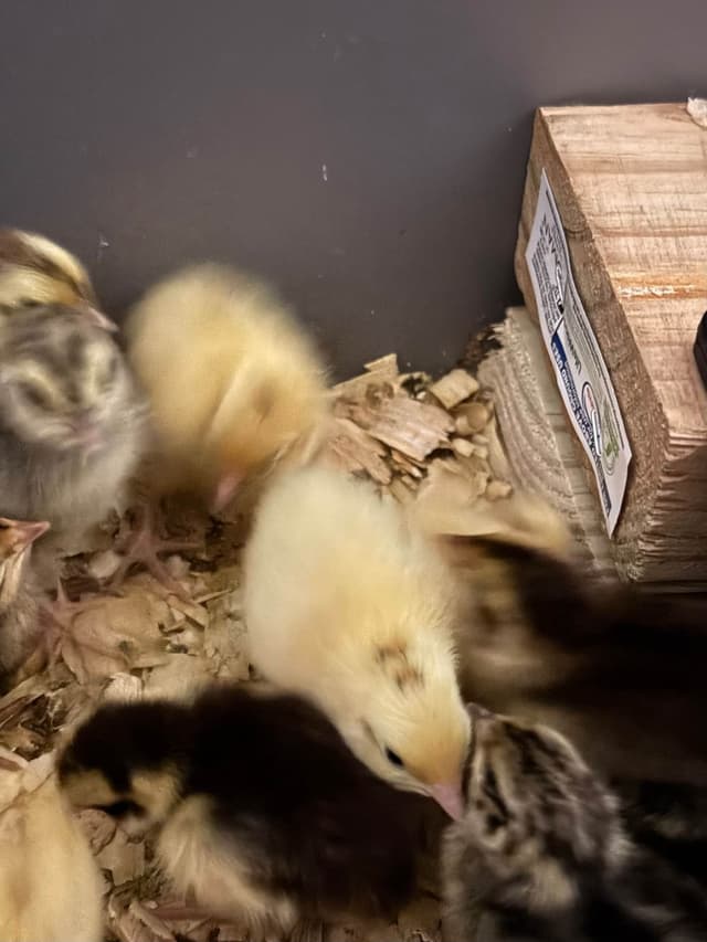 Coturnix quail for sale. 3 to 4 days old. $2.00 each. Pick up San Felipe