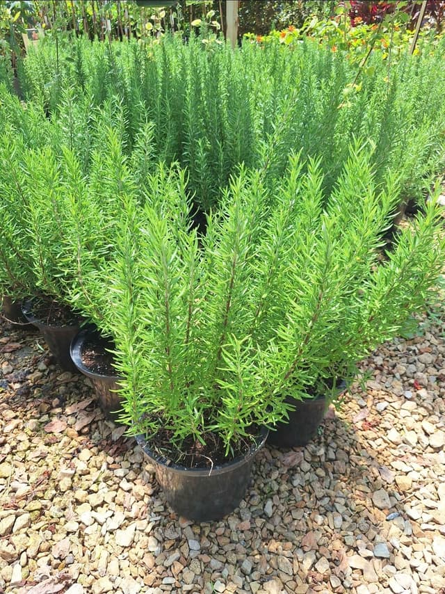 Rosemary plant seedlings. 11715 webercrest rd.Houston tx.77048 Monday-Saturday 8;00-5;00